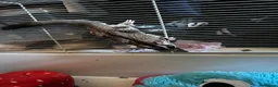 Sugar Glider rodents for sale: Two male bonded sugar gliders - Advert 6