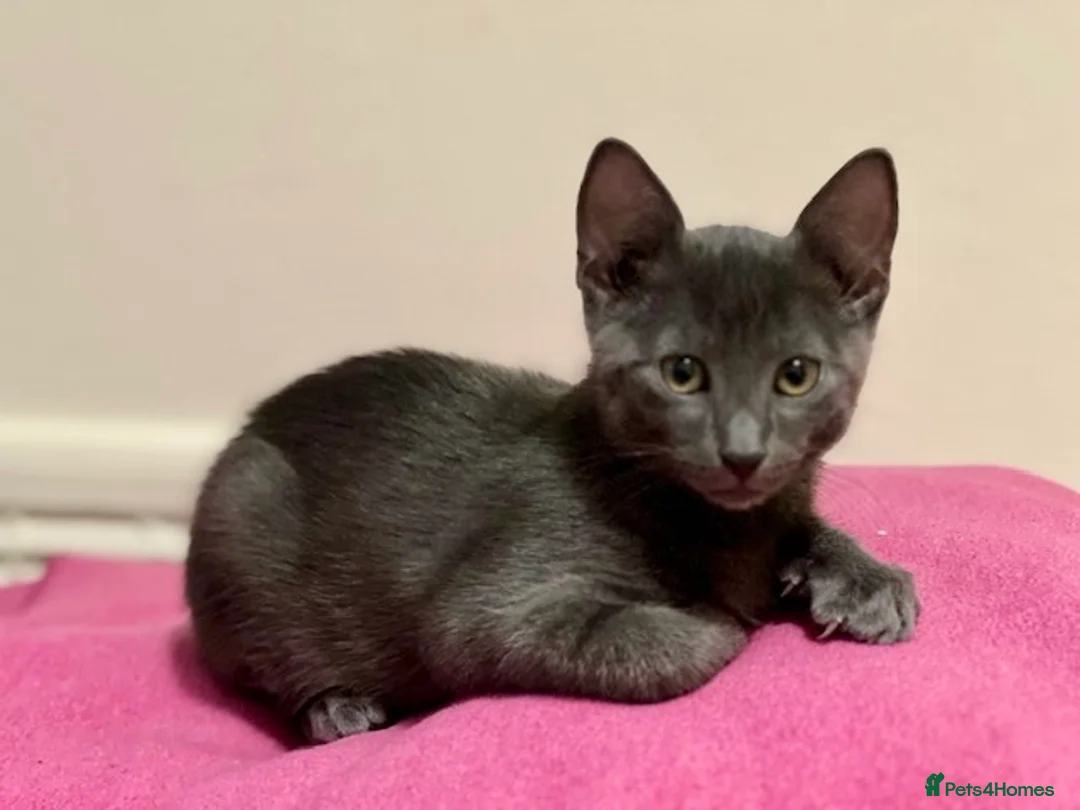 Russian Blue cats for sale: Gorgeous Russian Blue kitten in London - Advert 2