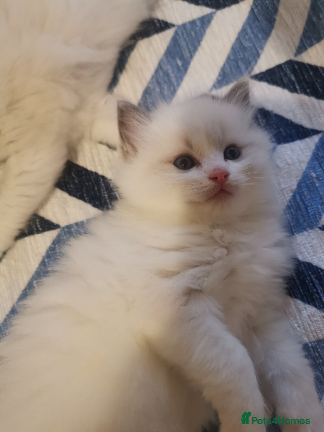 Ragdoll cats for sale: Beautiful Ragdoll Kittens - Image 7