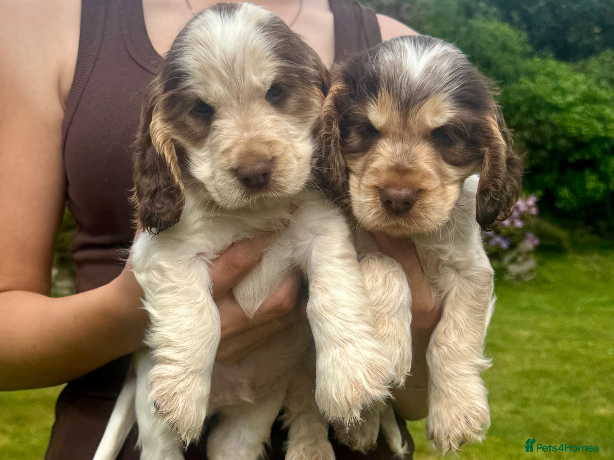 Cocker Spaniel dogs KC Show-type Chocolate & Choc Sable puppies - Advert 1