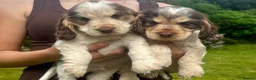 Cocker Spaniel dogs for sale: KC Show-type Chocolate & Choc Sable puppies - Advert 5