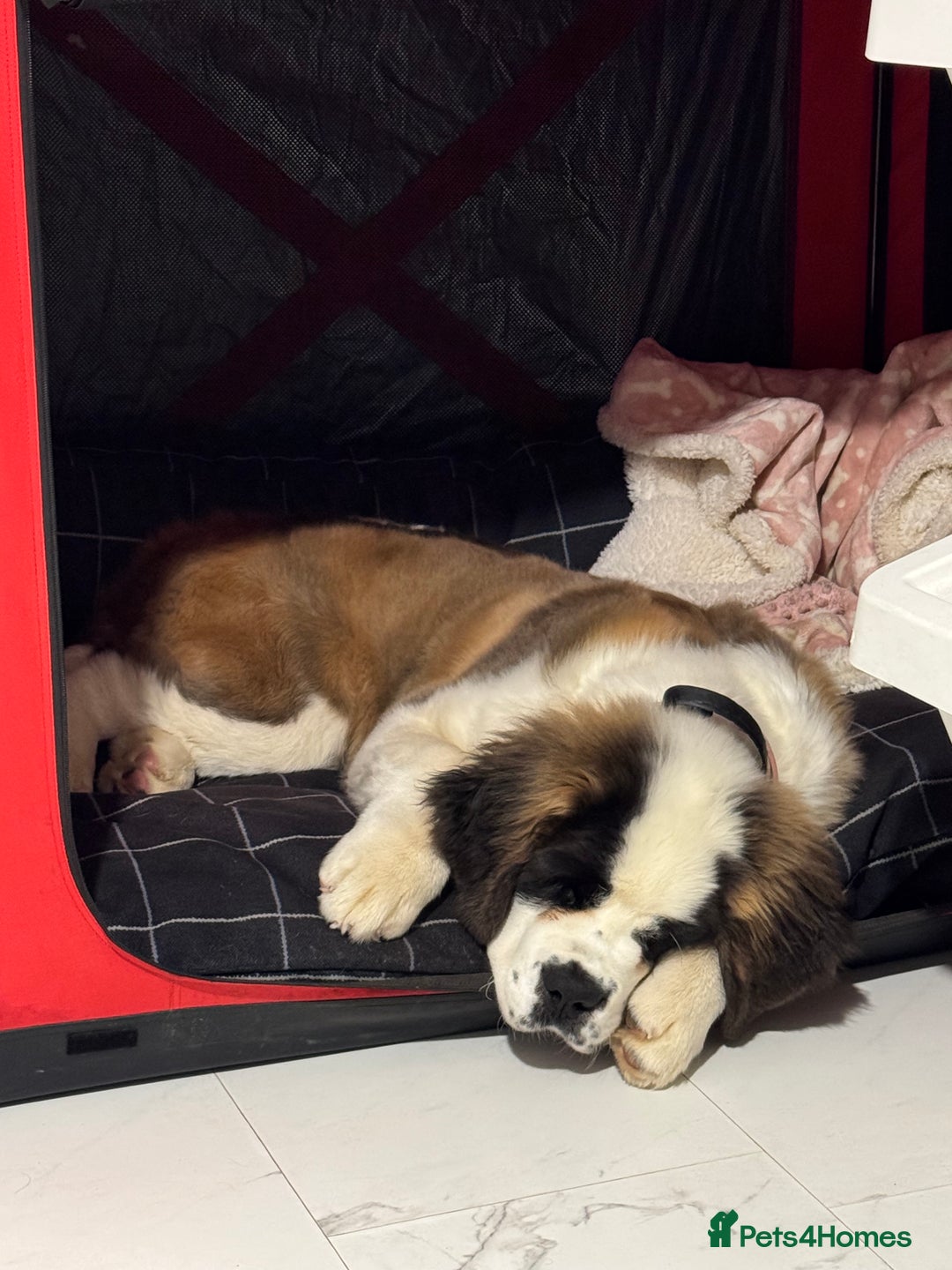 Saint Bernard dogs for sale: Saint Bernard for forever home  - Advert 8
