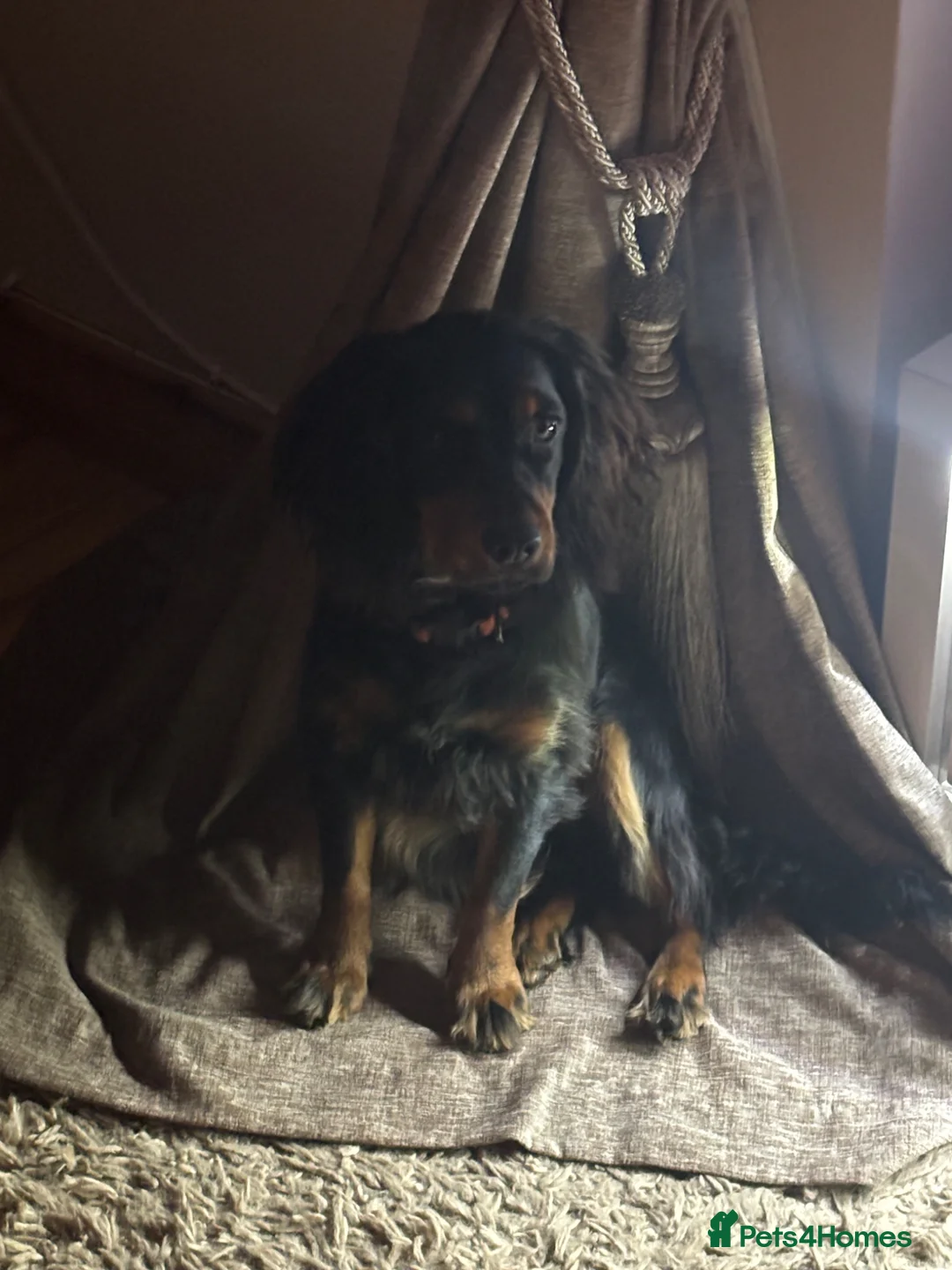 Cocker Spaniel dogs for sale: Stunning working cocker spaniels  - Advert 2