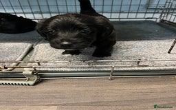 Jackapoo dogs for sale: Adorable Jackapoo puppies for sale !!!! - Image 8
