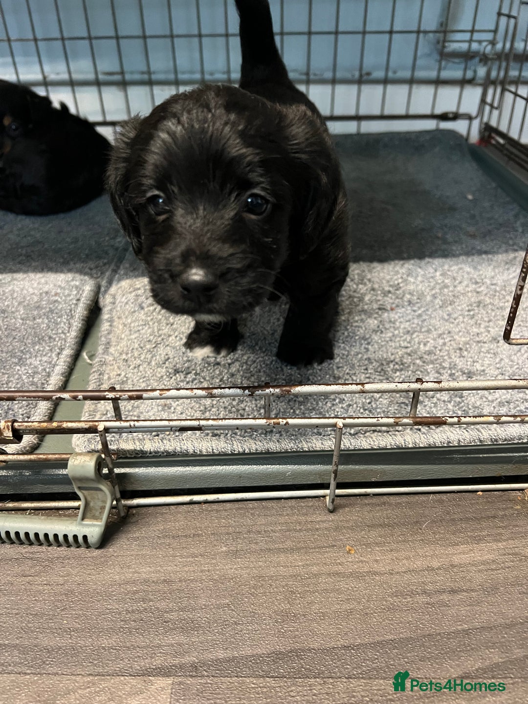 Jackapoo dogs for sale: Adorable Jackapoo puppies for sale !!!! - Image 8