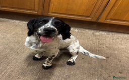 Cocker Spaniel dogs for sale: 🐾 Working Cocker Spaniel Puppies for Sale £800  - Image 21