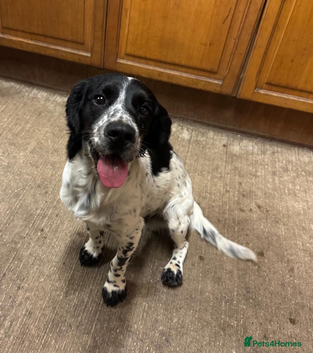 Cocker Spaniel dogs for sale: 🐾 Working Cocker Spaniel Puppies for Sale £800  - Image 21