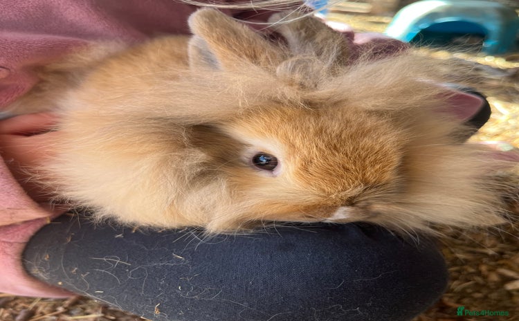 Lionhead rabbits - Advert 11