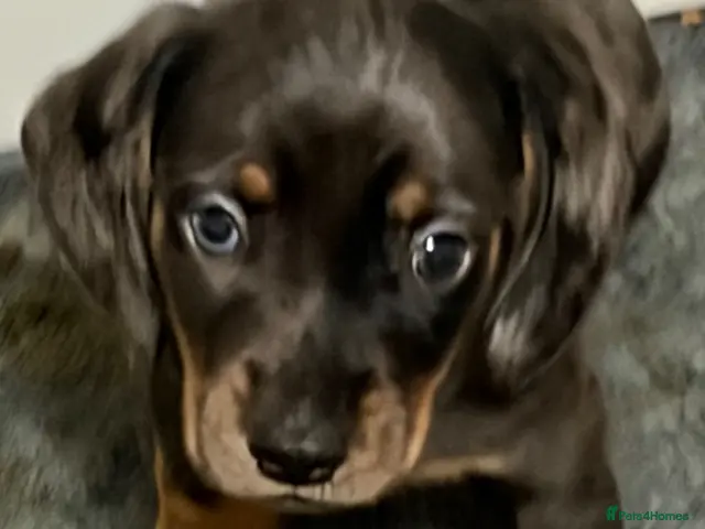 Miniature Dachshund dogs for sale: Stunning Mini Dachshund Boys 💙 - Advert 13