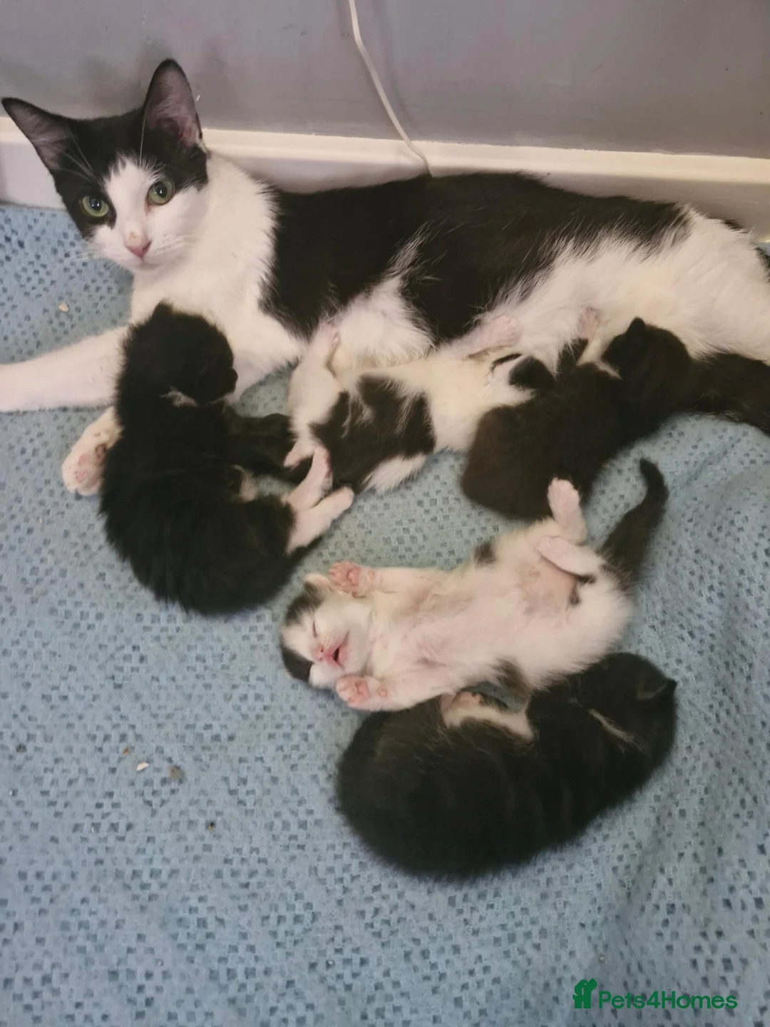 Mixed Breed cats for sale: 5 stunning siamese mixed kittens 😻 - Advert 2