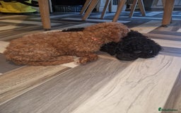 Cockapoo dogs for sale: F2 cockapoo puppies - Image 23