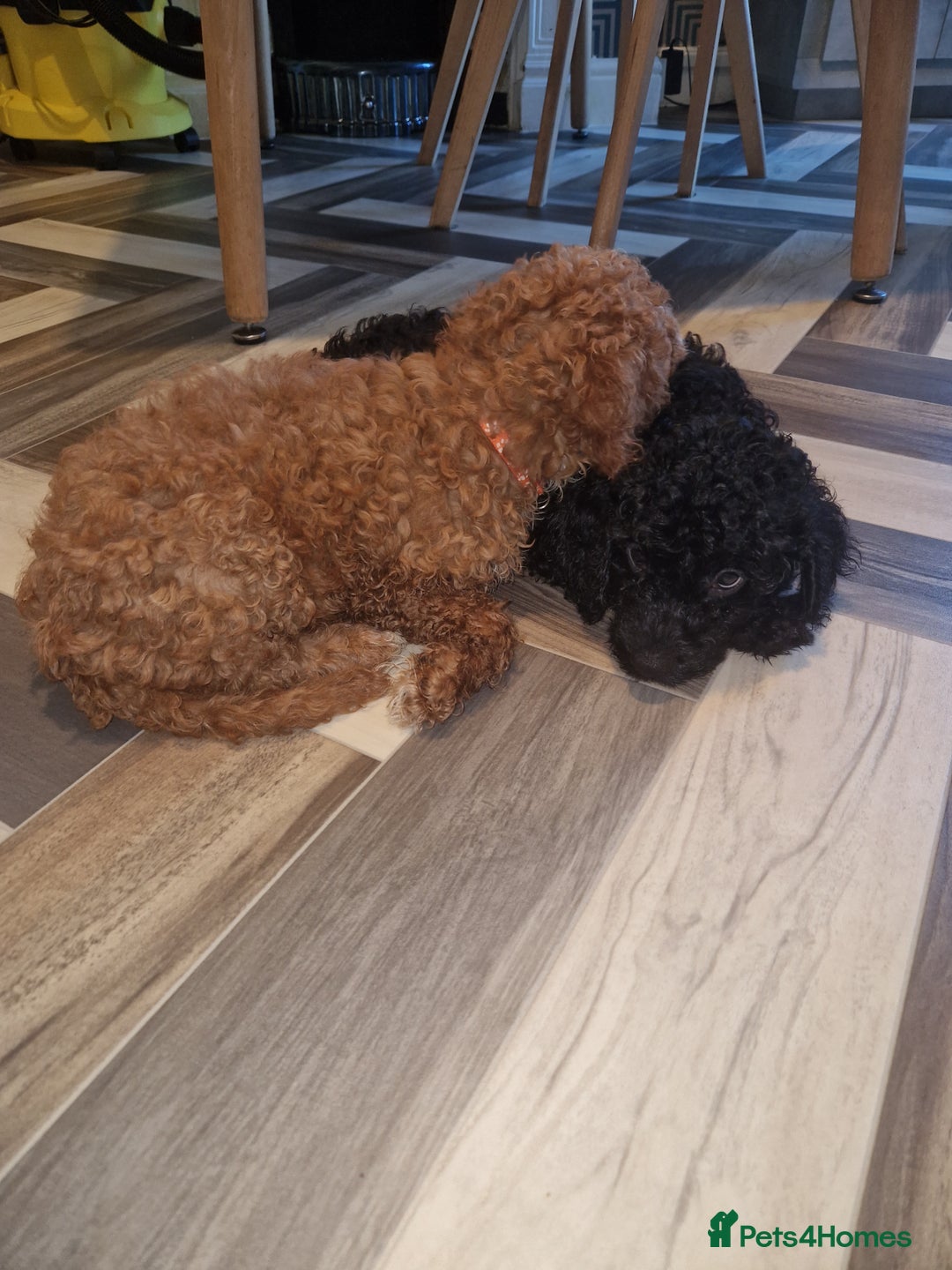 Cockapoo dogs for sale: F2 cockapoo puppies - Image 23