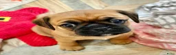 Mixed Breed dogs for sale: Pugalier F1 one girl left ready 23rd July - Advert 2