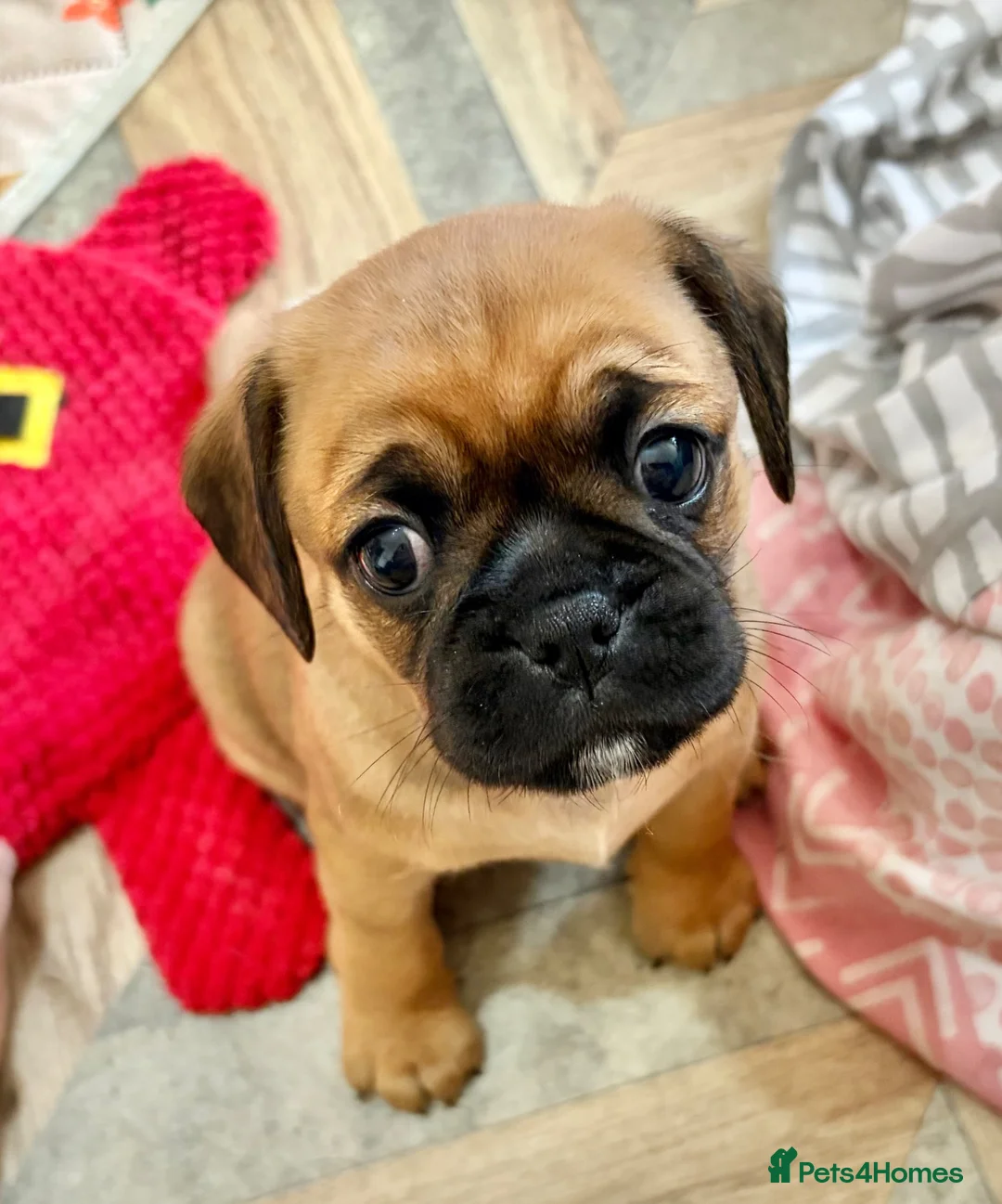 Mixed Breed dogs for sale: Pugalier F1 one girl left ready 23rd July - Advert 2