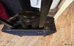 Mixed Breed cats for sale: 5 BEAUTIFUL KITTENS LOOKING NEW HOME  - Image 15