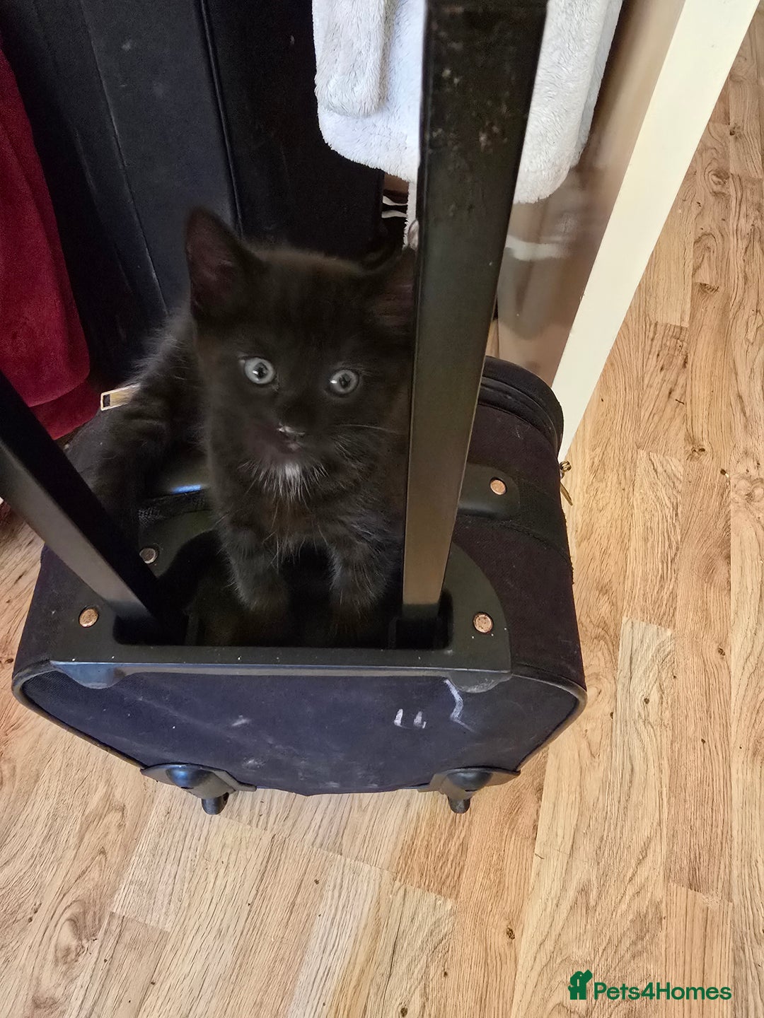 Mixed Breed cats for sale: 5 BEAUTIFUL KITTENS LOOKING NEW HOME  - Image 15