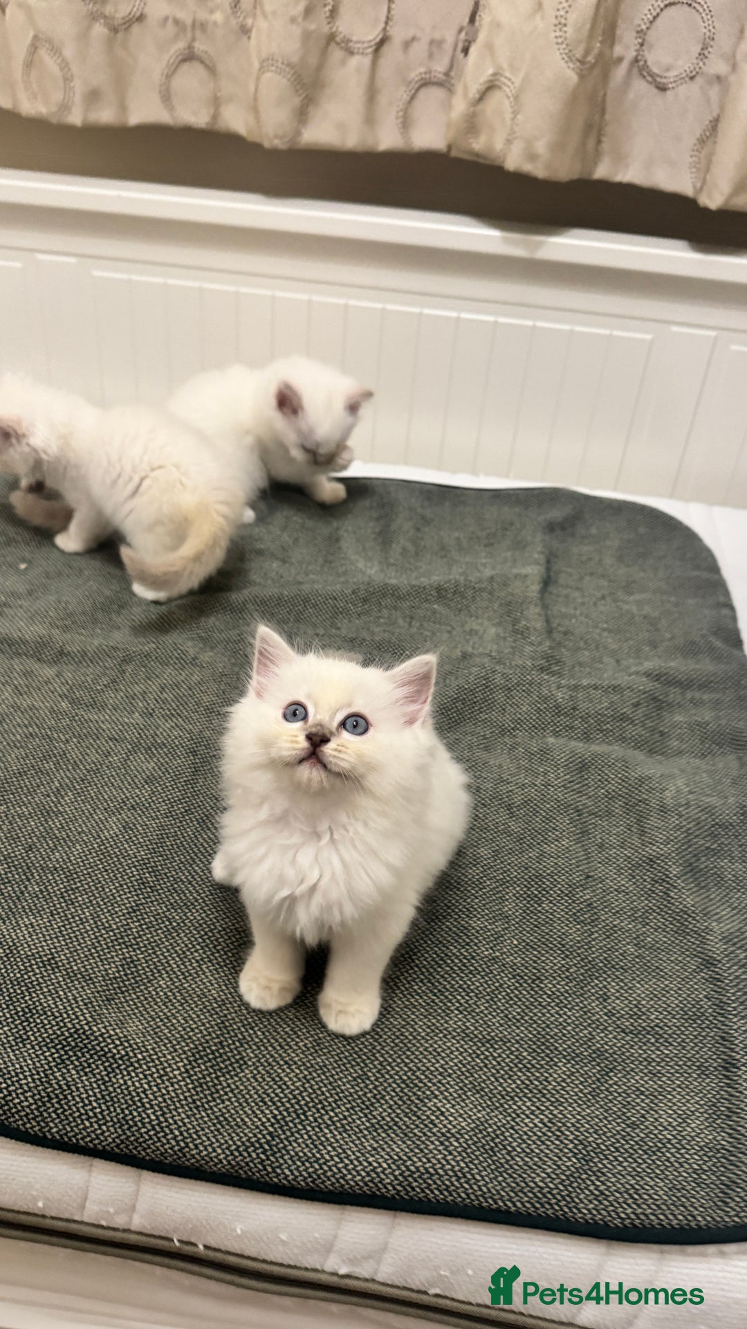 Ragdoll cats for sale: GCCF reg , Rare and milky white Lilac kittens  - Advert 10