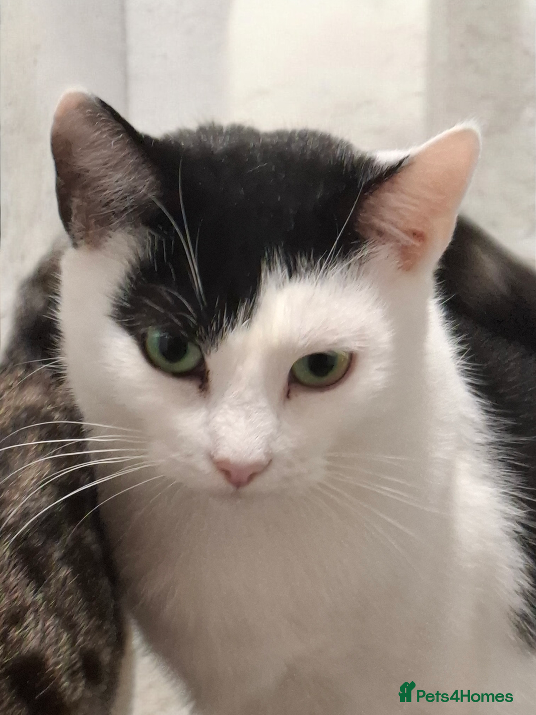 Mixed Breed cats for adoption: 🌟 Meet Toffee a beautiful female for adoption - Advert 2