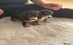 Miniature Dachshund dogs for sale: minature dachshund puppies available  - Image 8