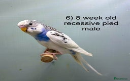 Budgerigars birds for sale: Baby budgies ready now  - Image 5