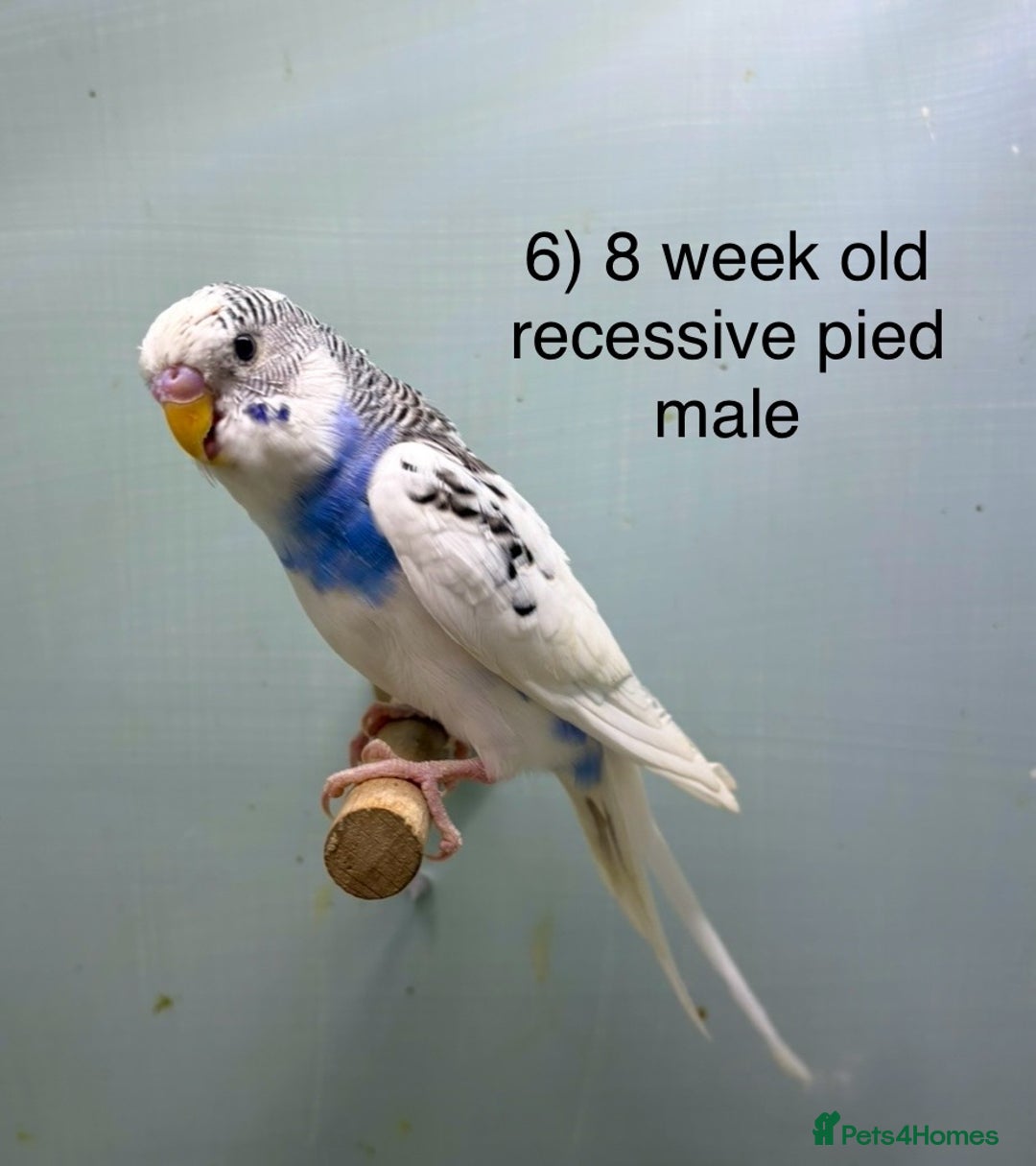 Budgerigars birds for sale: Baby budgies ready now  - Image 5