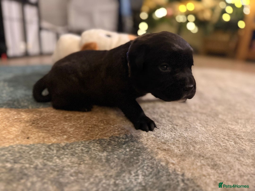 Labrador Retriever dogs for sale: Labrador X Boxerdore puppies  - Advert 13