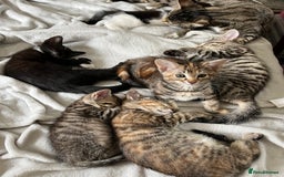Mixed Breed cats for sale: Beautiful kittens ready for loving new homes.  - Image 18