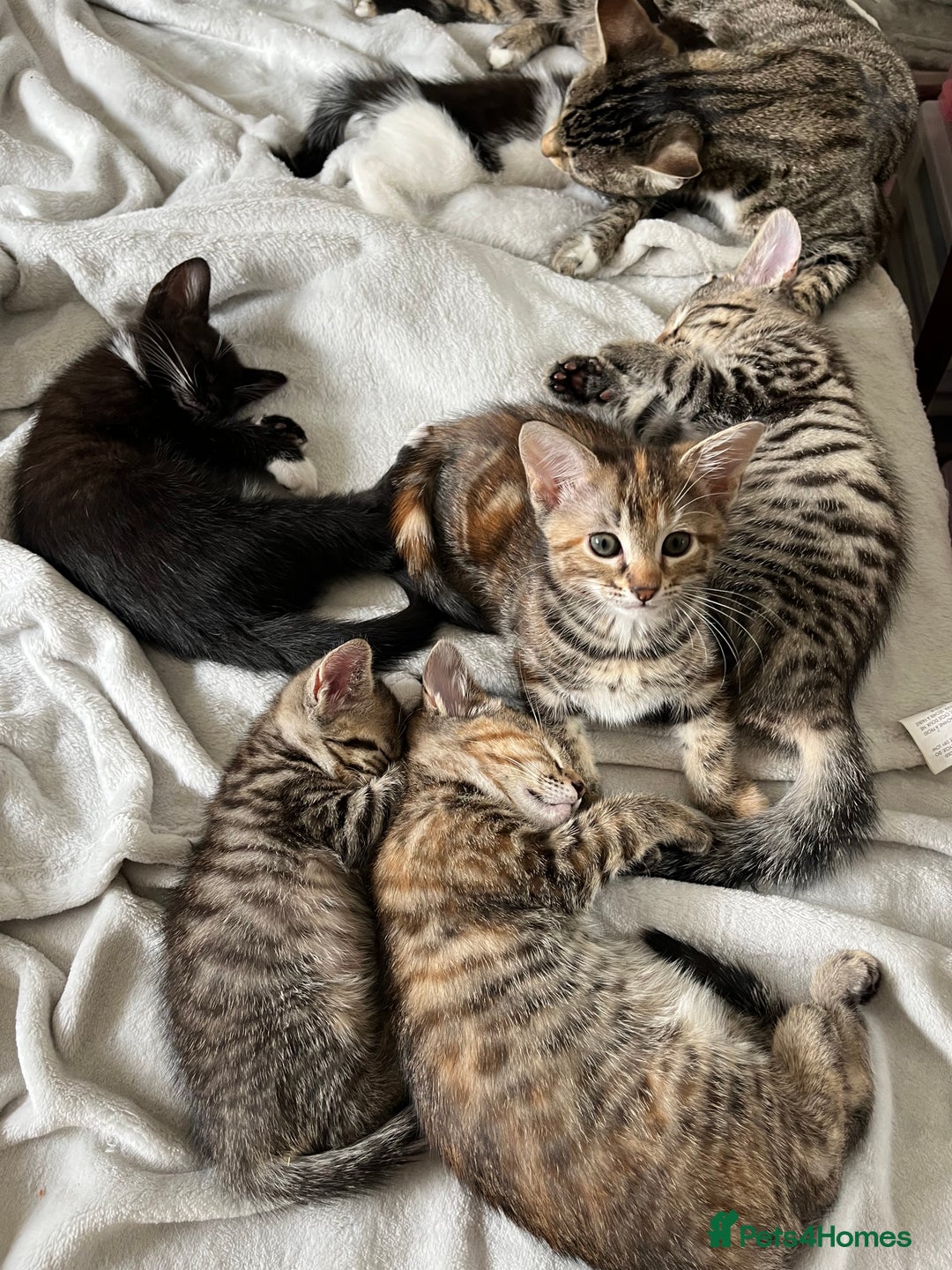 Mixed Breed cats for sale: Beautiful kittens ready for loving new homes.  - Image 18
