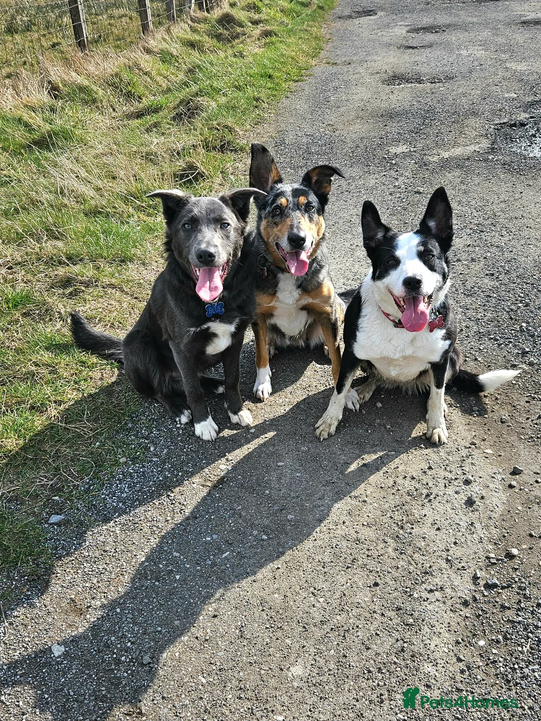 Border Collie dogs for stud: 💙Mr Blue 💙 - Advert 6