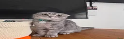 Scottish Fold cats for sale: Scottish fold female  - Advert 3