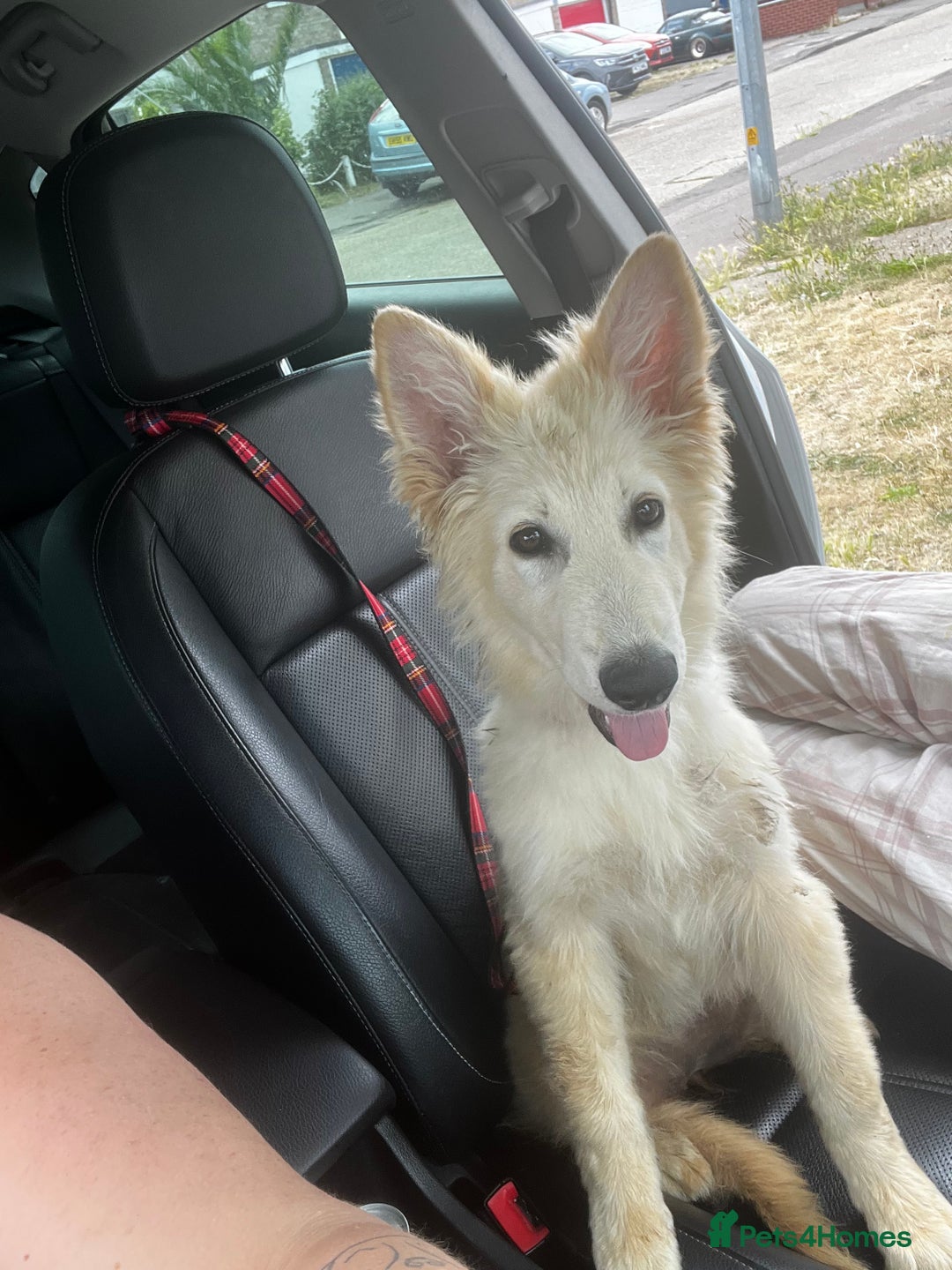 German Shepherd dogs for sale: Sisters  - Image 1