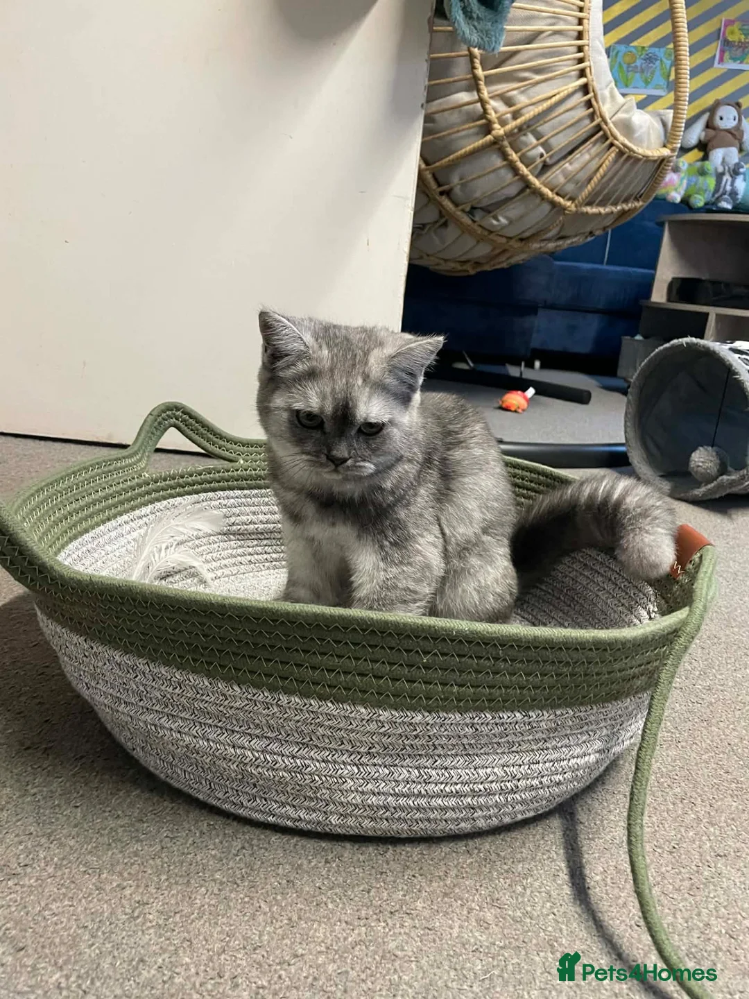 Scottish Fold cats for sale: Beautiful 5 Month Old Scottish Fold Girl in Spalding - Advert 7