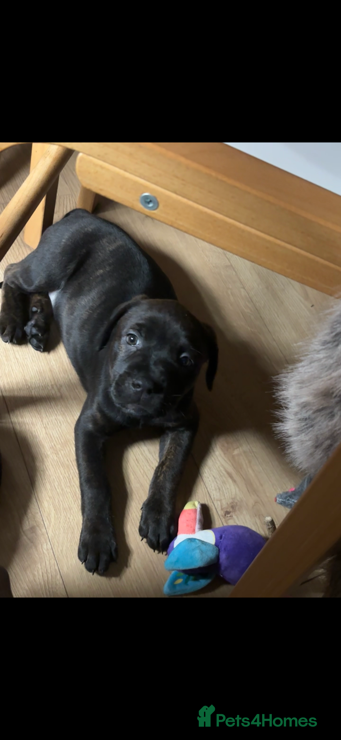 Mixed Breed dogs multigen Bandogge Puppies/mastiff - Advert 18