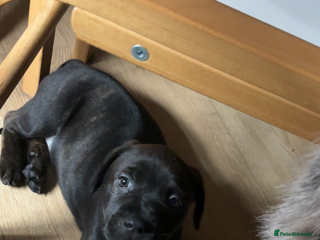 Mixed Breed dogs multigen Bandogge Puppies/mastiff - Advert 1