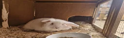 Lionhead rabbits for sale: 3 month old Lionhead male - Advert 2