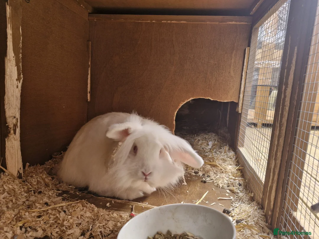 Lionhead rabbits for sale: 3 month old Lionhead male - Advert 2