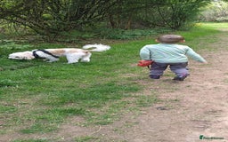 Mixed Breed dogs for sale: Beautiful female available ready to leave 1st nov - Image 10