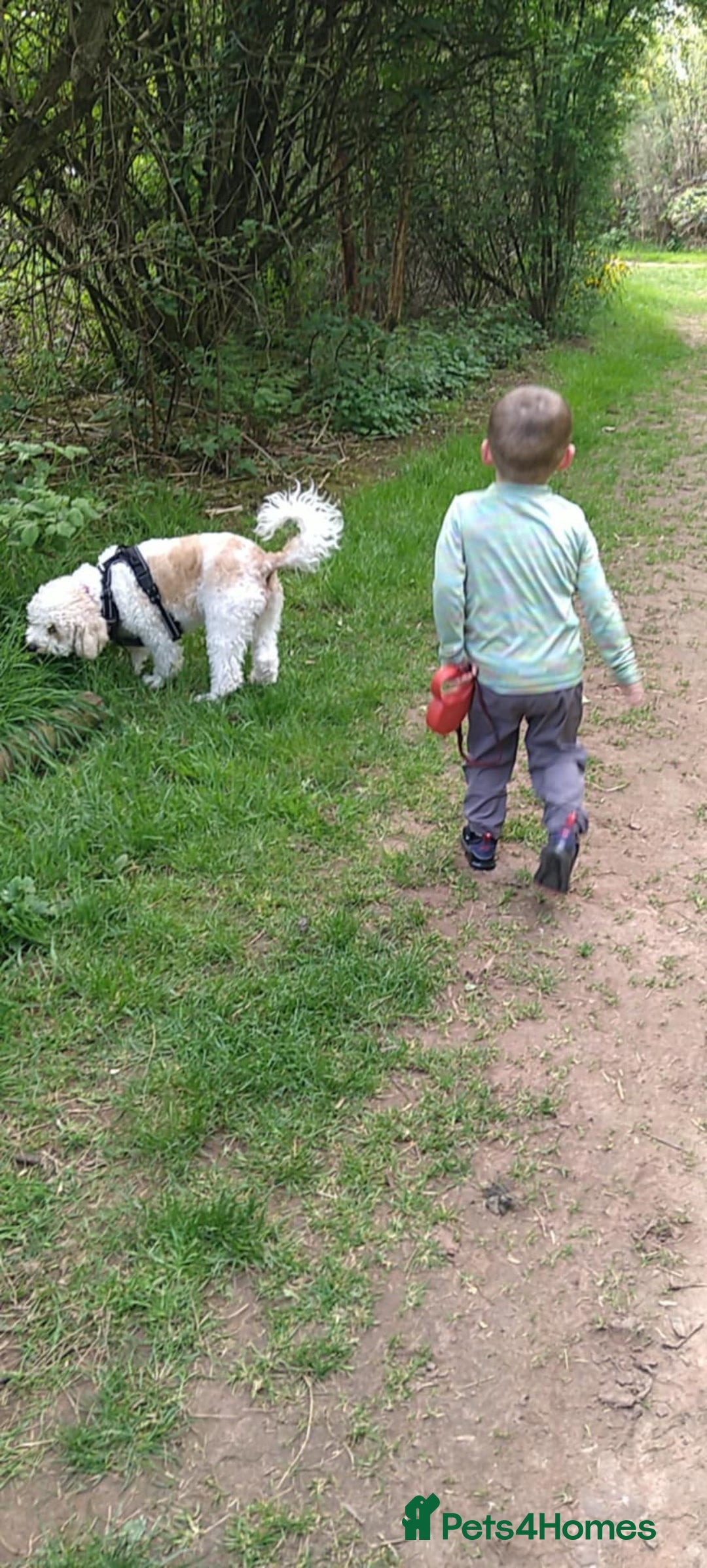 Mixed Breed dogs for sale: Beautiful female available ready to leave 1st nov - Image 10