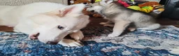 Siberian Husky dogs for sale: Stunning Siberian Huskies puppies  - Advert 3