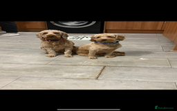 Cockapoo dogs for sale: Cockapoo puppies for sale  - Image 1