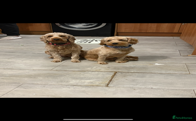 Cockapoo dogs - Advert 10