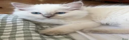 Ragdoll cats for sale: Ragdolls Mink Sepia TICA Cherubims Quality  - Advert 5