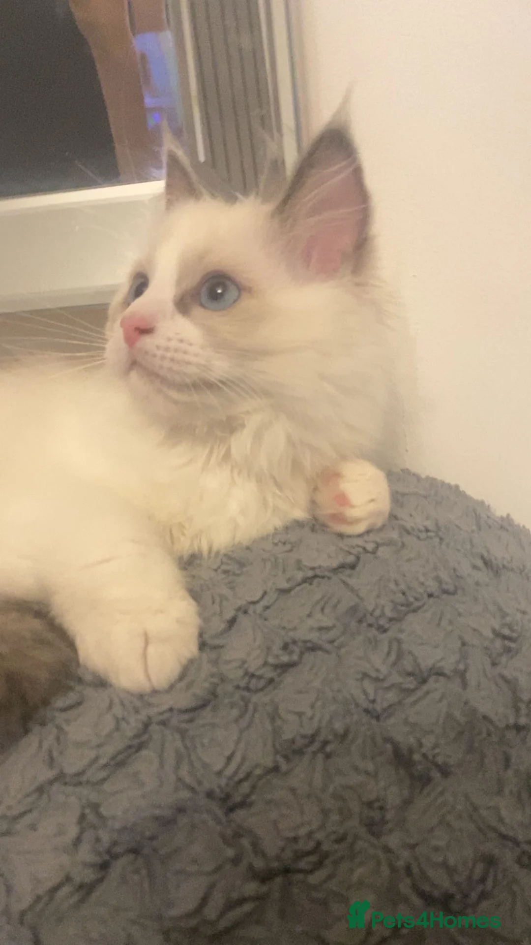 Ragdoll cats for sale: White Female Ragdoll for sale - Advert 3