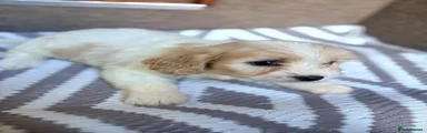 Cavachon 5