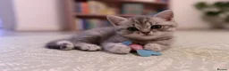 British Shorthair cats for sale: One in a million - Advert 6