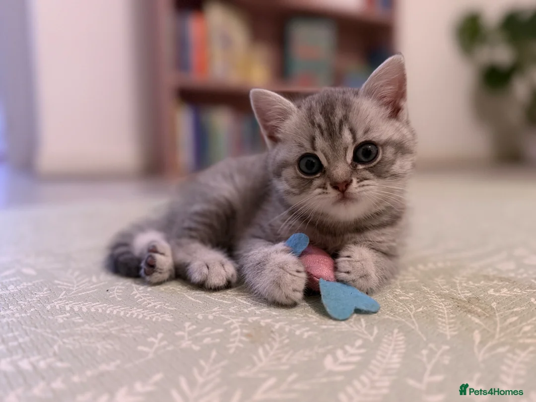 British Shorthair cats for sale: One in a million - Advert 6