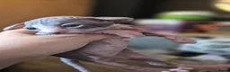 Sphynx cats for sale: Gorgeous sphynx kittens for sale - Advert 20
