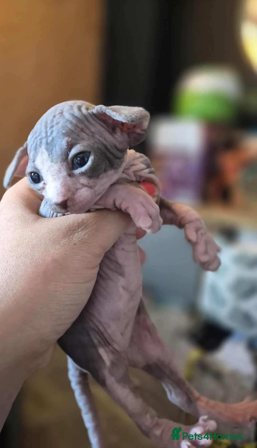 Sphynx cats for sale: Gorgeous sphynx kittens for sale - Advert 20