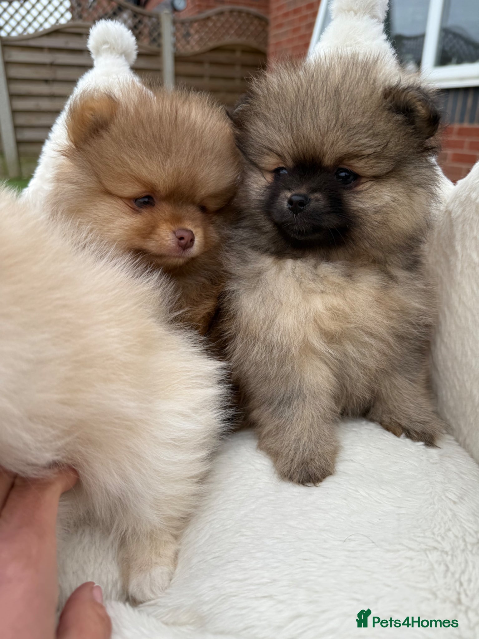 Pomeranian dogs REDUCED!! One Tiny Bear-Faced Pomeranian left - Advert 1