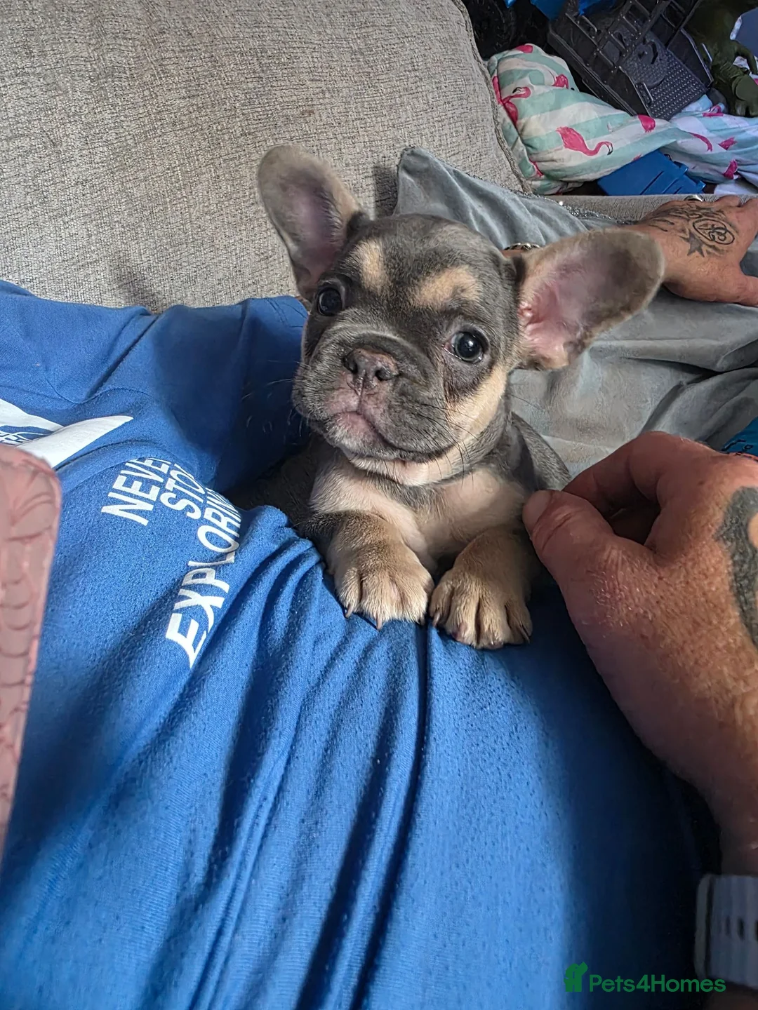 French Bulldog dogs for sale: Kc reg female French bulldog - Advert 8